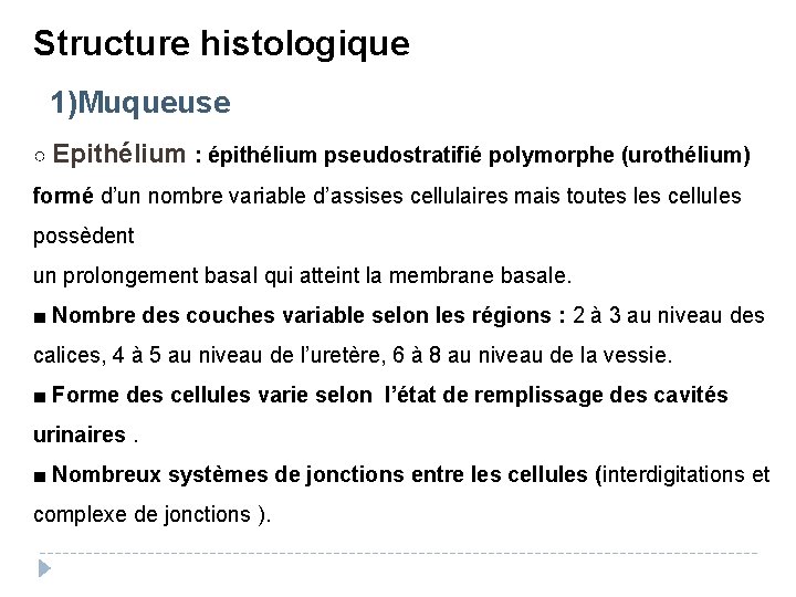Structure histologique 1)Muqueuse ○ Epithélium : épithélium pseudostratifié polymorphe (urothélium) formé d’un nombre variable
