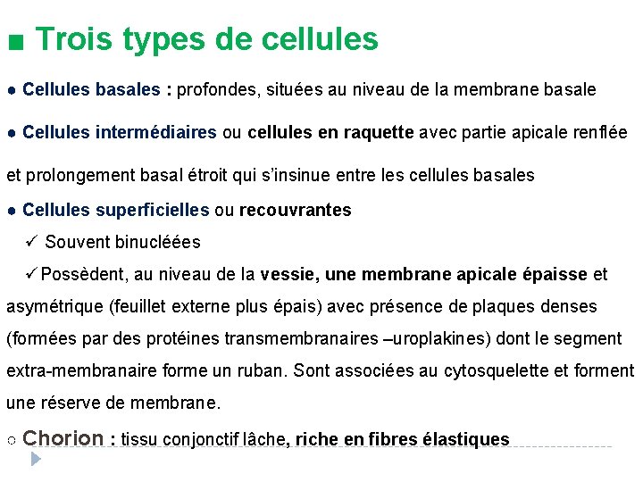 ■ Trois types de cellules ● Cellules basales : profondes, situées au niveau de