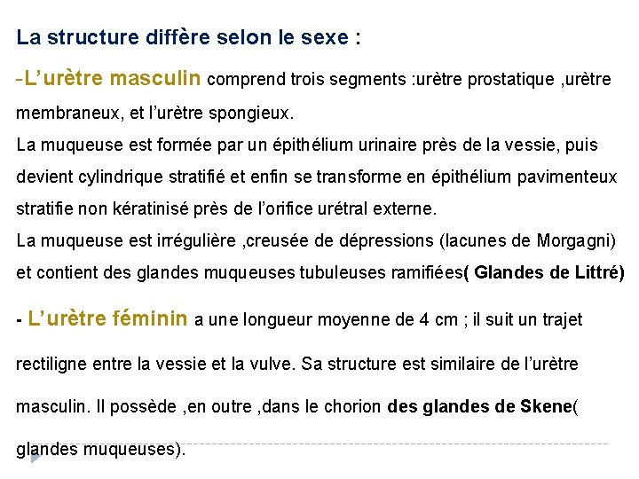 La structure diffère selon le sexe : -L’urètre masculin comprend trois segments : urètre