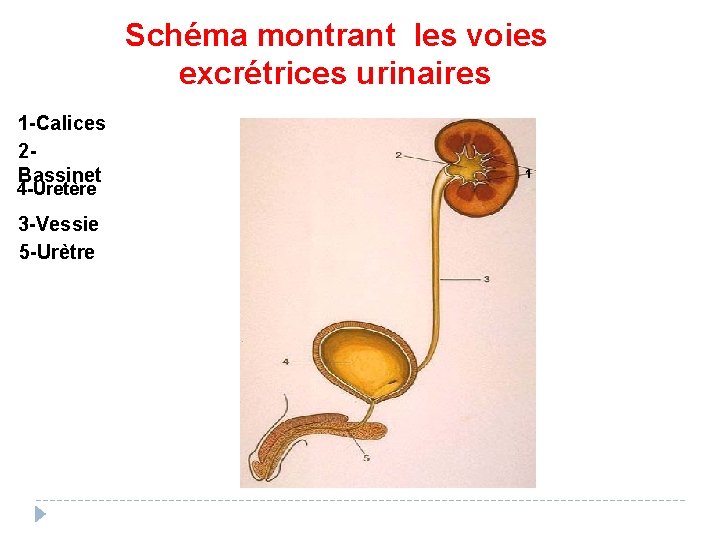 Schéma montrant les voies excrétrices urinaires 1 -Calices 2 Bassinet 4 -Uretère 3 -Vessie