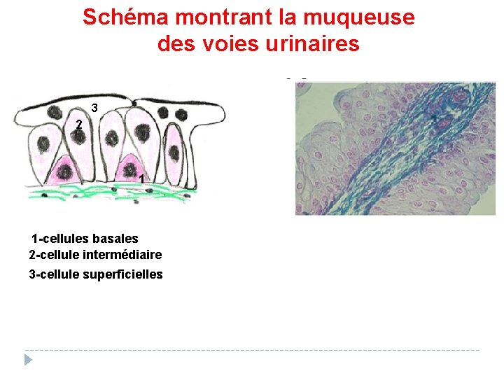 Schéma montrant la muqueuse des voies urinaires 3 2 1 1 -cellules basales 2