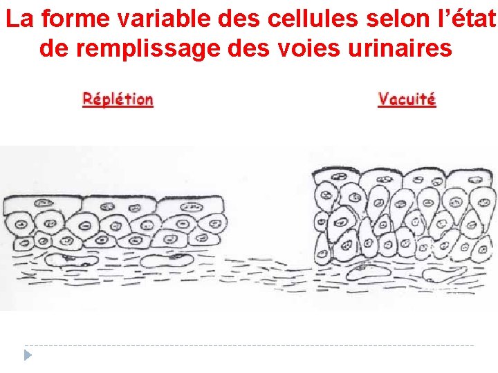 La forme variable des cellules selon l’état de remplissage des voies urinaires 