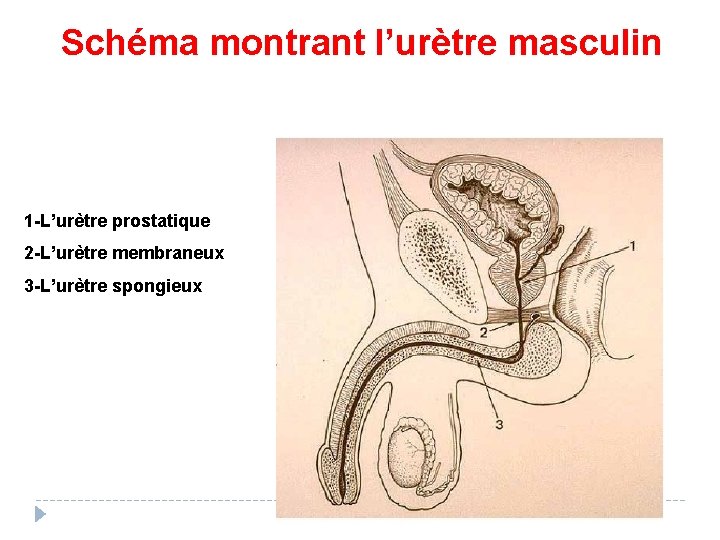 Schéma montrant l’urètre masculin 1 -L’urètre prostatique 2 -L’urètre membraneux 3 -L’urètre spongieux 