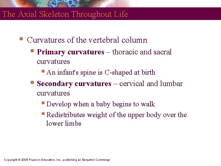 The Axial Skeleton Throughout Life § Curvatures of the vertebral column § Primary curvatures