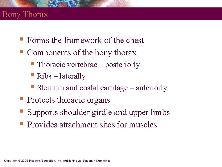 Bony Thorax § § Forms the framework of the chest Components of the bony