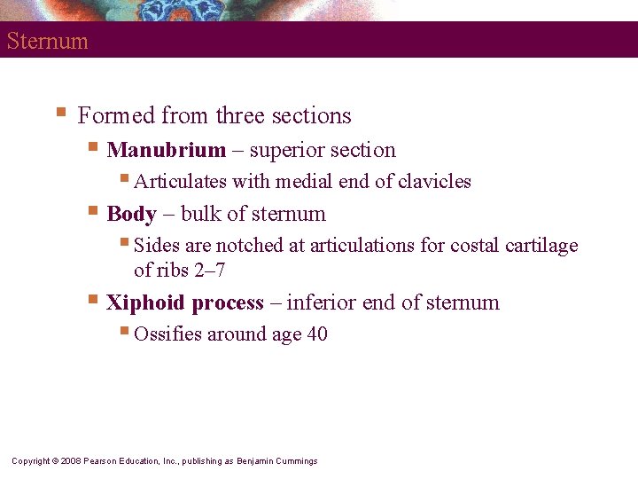 Sternum § Formed from three sections § Manubrium – superior section § Articulates with