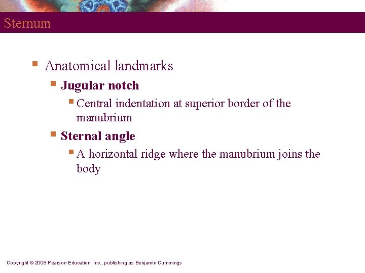 Sternum § Anatomical landmarks § Jugular notch § Central indentation at superior border of