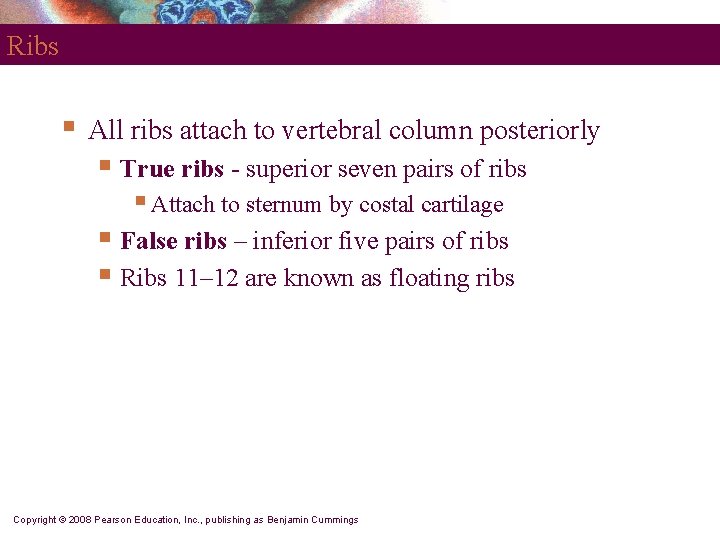 Ribs § All ribs attach to vertebral column posteriorly § True ribs - superior