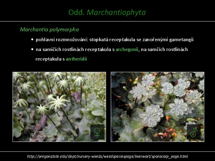 Odd. Marchantiophyta Marchantia polymorpha • pohlavní rozmnožování: stopkatá receptakula se zanořenými gametangii • na