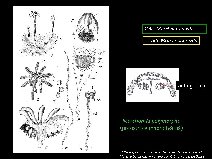 Odd. Marchantiophyta třída Marchantiopsida achegonium Marchantia polymorpha (porostnice mnohotvárná) http: //upload. wikimedia. org/wikipedia/commons/7/7 c/