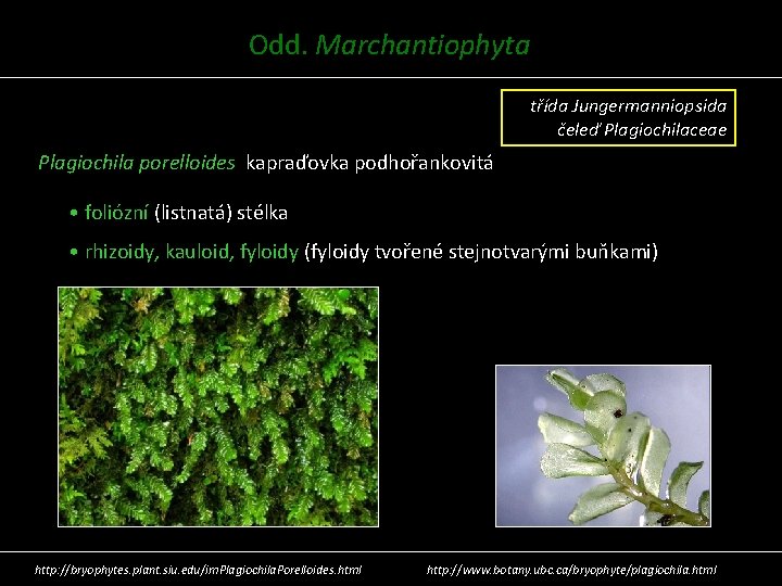 Odd. Marchantiophyta třída Jungermanniopsida čeleď Plagiochilaceae Plagiochila porelloides kapraďovka podhořankovitá • foliózní (listnatá) stélka