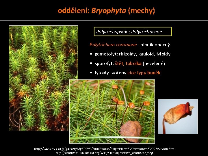 oddělení: Bryophyta (mechy) Polytrichopsida; Polytrichaceae Polytrichum commune ploník obecný • gametofyt: rhizoidy, kauloid, fyloidy