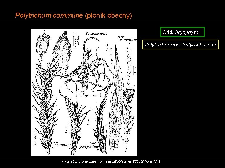 Polytrichum commune (ploník obecný) Odd. Bryophyta Polytrichopsida; Polytrichaceae www. efloras. org/object_page. aspx? object_id=85540&flora_id=1 
