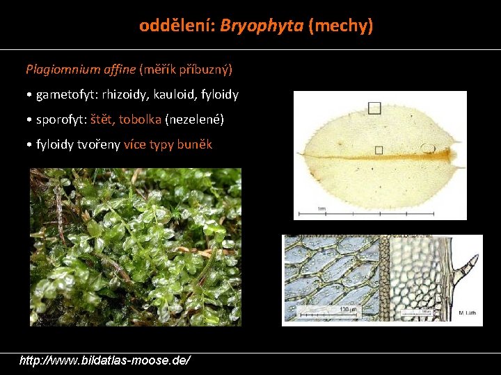 oddělení: Bryophyta (mechy) Plagiomnium affine (měřík příbuzný) • gametofyt: rhizoidy, kauloid, fyloidy • sporofyt: