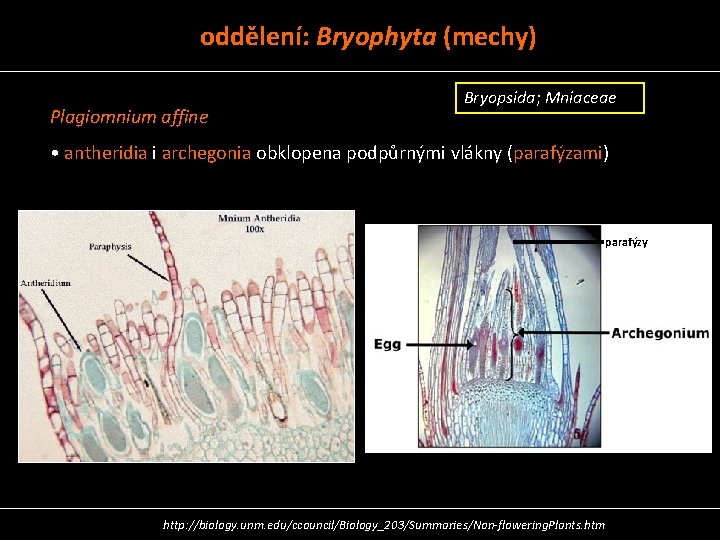 oddělení: Bryophyta (mechy) Plagiomnium affine Bryopsida; Mniaceae • antheridia i archegonia obklopena podpůrnými vlákny