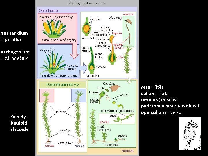 antheridium = pelatka archegonium = zárodečník fyloidy kauloid rhizoidy seta = štět collum =