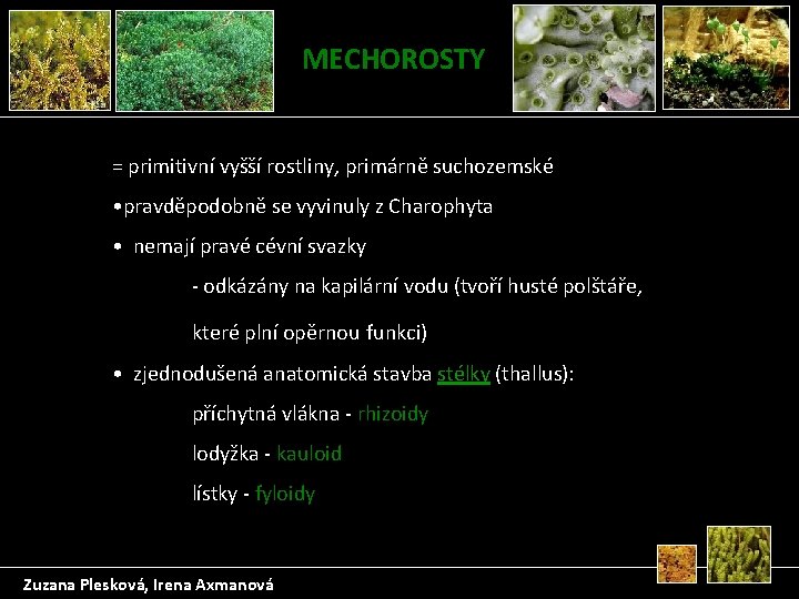 MECHOROSTY = primitivní vyšší rostliny, primárně suchozemské • pravděpodobně se vyvinuly z Charophyta •
