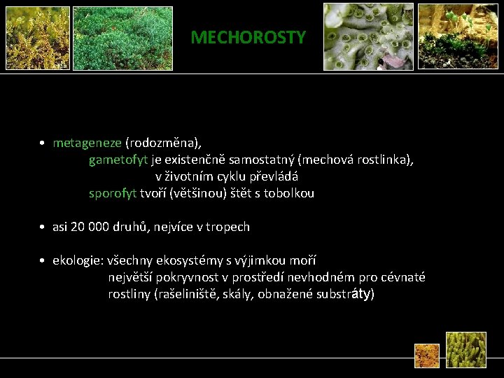 MECHOROSTY • metageneze (rodozměna), gametofyt je existenčně samostatný (mechová rostlinka), v životním cyklu převládá