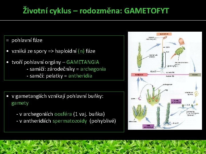 Životní cyklus – rodozměna: GAMETOFYT = pohlavní fáze • vzniká ze spory => haploidní