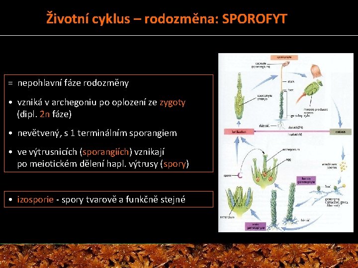 Životní cyklus – rodozměna: SPOROFYT spory = nepohlavní fáze rodozměny • vzniká v archegoniu