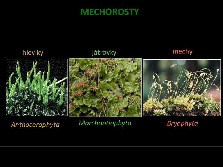 MECHOROSTY hlevíky Anthocerophyta játrovky mechy Marchantiophyta Bryophyta 