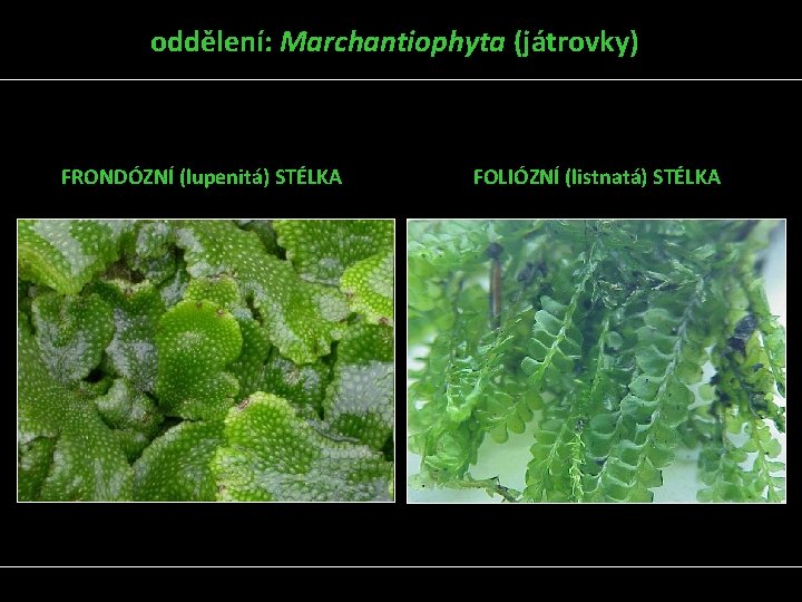 oddělení: Marchantiophyta (játrovky) FRONDÓZNÍ (lupenitá) STÉLKA FOLIÓZNÍ (listnatá) STÉLKA 