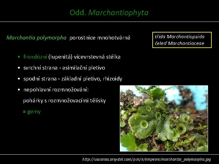 Odd. Marchantiophyta Marchantia polymorpha porostnice mnohotvárná třída Marchantiopsida čeleď Marchantiaceae • frondózní (lupenitá) vícevrstevná