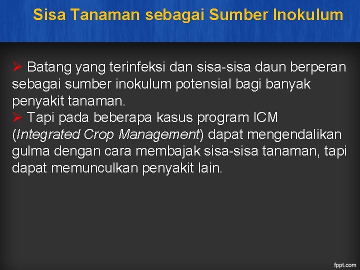 Sisa Tanaman sebagai Sumber Inokulum Ø Batang yang terinfeksi dan sisa-sisa daun berperan sebagai