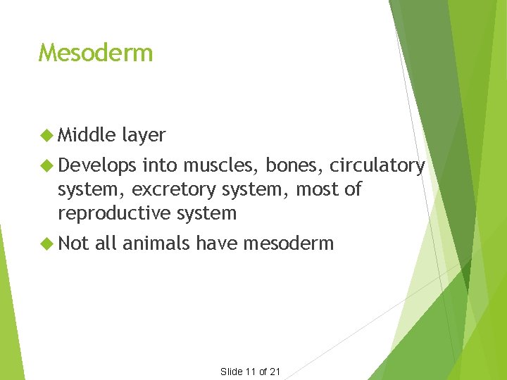 Mesoderm Middle layer Develops into muscles, bones, circulatory system, excretory system, most of reproductive
