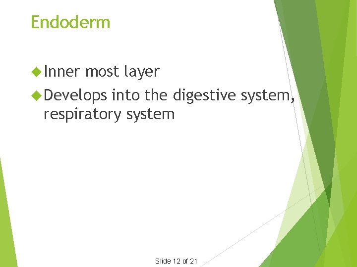Endoderm Inner most layer Develops into the digestive system, respiratory system Slide 12 of