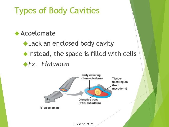 Types of Body Cavities Acoelomate Lack an enclosed body cavity Instead, Ex. the space