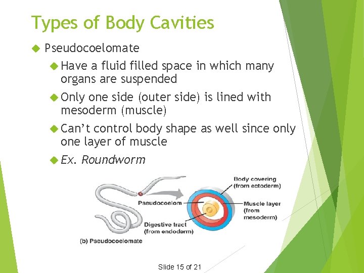 Types of Body Cavities Pseudocoelomate Have a fluid filled space in which many organs