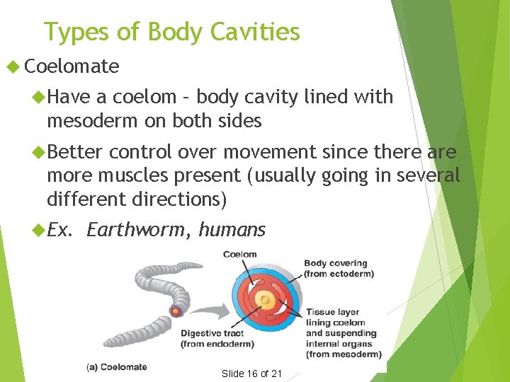 Types of Body Cavities Coelomate Have a coelom – body cavity lined with mesoderm