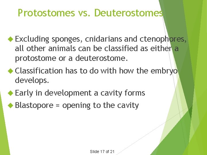 Protostomes vs. Deuterostomes Excluding sponges, cnidarians and ctenophores, all other animals can be classified