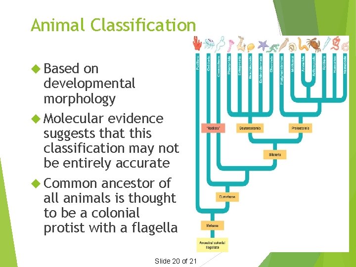 Animal Classification Based on developmental morphology Molecular evidence suggests that this classification may not