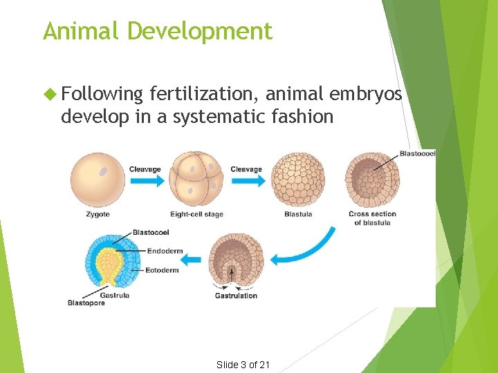 Animal Development Following fertilization, animal embryos develop in a systematic fashion Slide 3 of