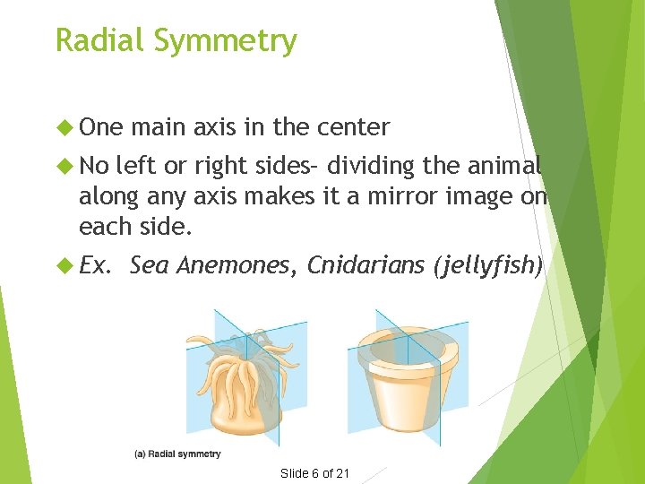 Radial Symmetry One main axis in the center No left or right sides– dividing