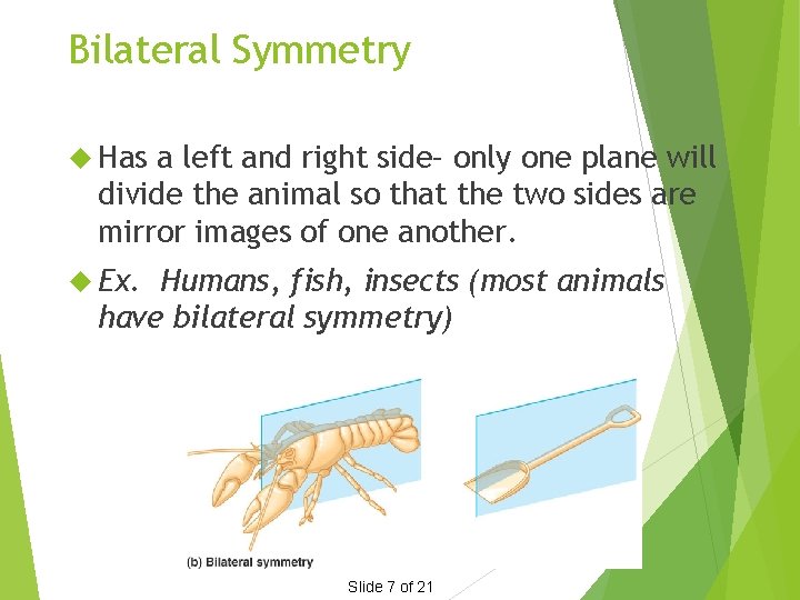 Bilateral Symmetry Has a left and right side– only one plane will divide the