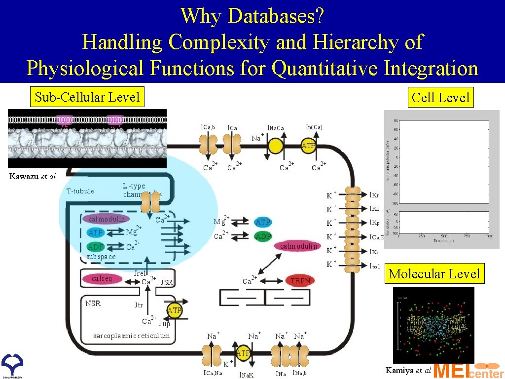 Why Databases? Handling Complexity and Hierarchy of Physiological Functions for Quantitative Integration Sub-Cellular Level