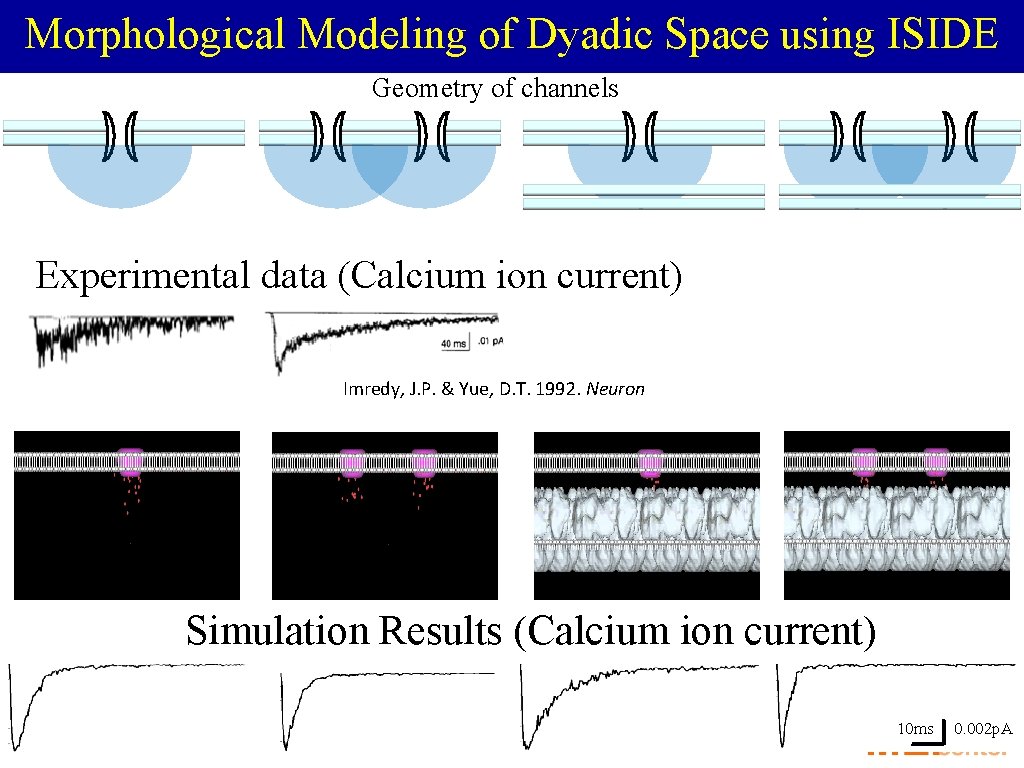 Morphological Modeling of Dyadic Space using ISIDE Geometry of channels Experimental data (Calcium ion