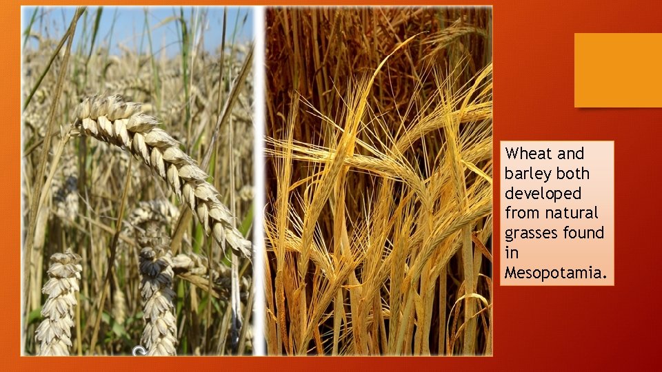 Wheat and barley both developed from natural grasses found in Mesopotamia. 