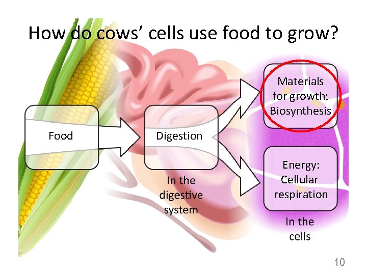 How do cows’ cells use food to grow? Materials for growth: Biosynthesis Food Digestion