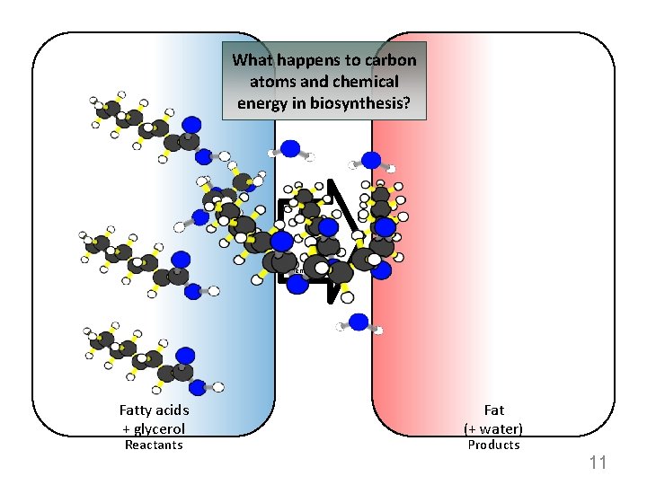 What happens to carbon atoms and chemical energy in biosynthesis? Chemical change Fatty acids