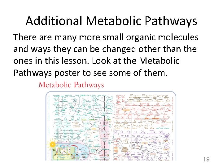 Additional Metabolic Pathways There are many more small organic molecules and ways they can