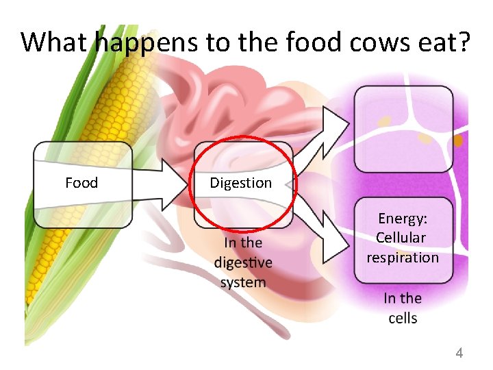 What happens to the food cows eat? Food Digestion Energy: Cellular respiration 4 