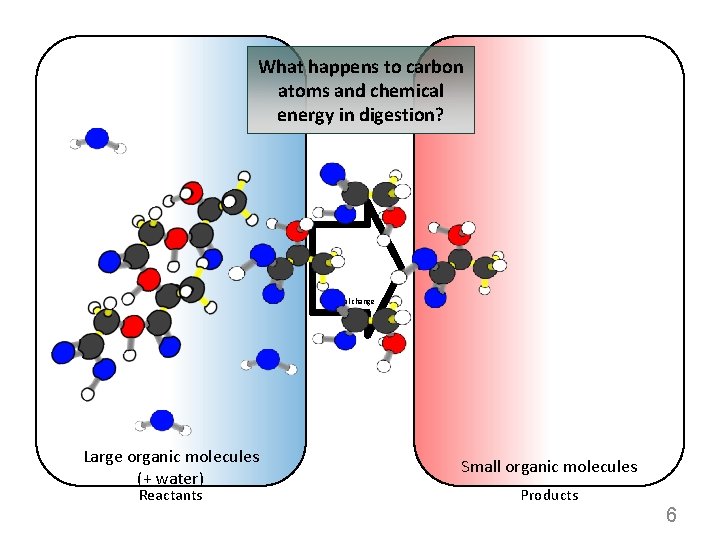 What happens to carbon atoms and chemical energy in digestion? Chemical change Large organic