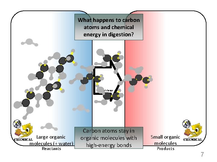 What happens to carbon atoms and chemical energy in digestion? Chemical change Large organic