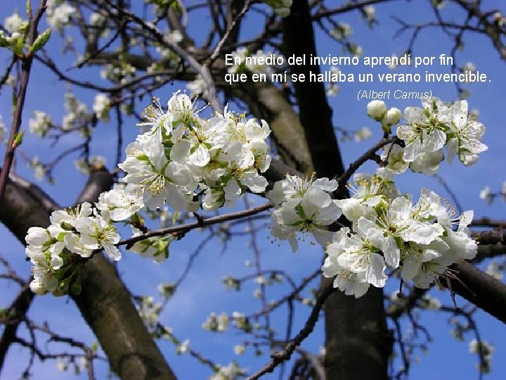 En medio del invierno aprendí por fin que en mí se hallaba un verano