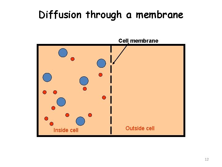 Diffusion through a membrane Cell membrane Inside cell Outside cell 12 
