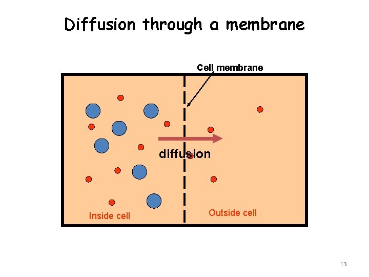 Diffusion through a membrane Cell membrane diffusion Inside cell Outside cell 13 